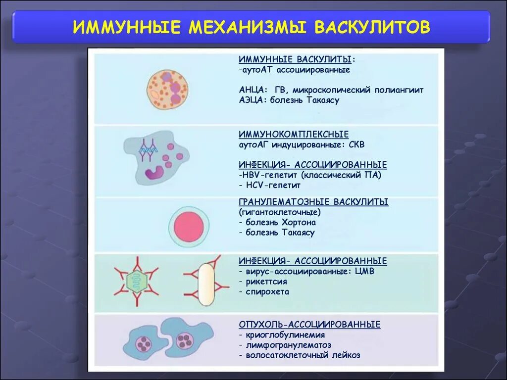 Анца ассоциированные васкулиты. АНЦА васкулит. Иммунокомплексные васкулиты. Вирус ассоциированные опухоли.