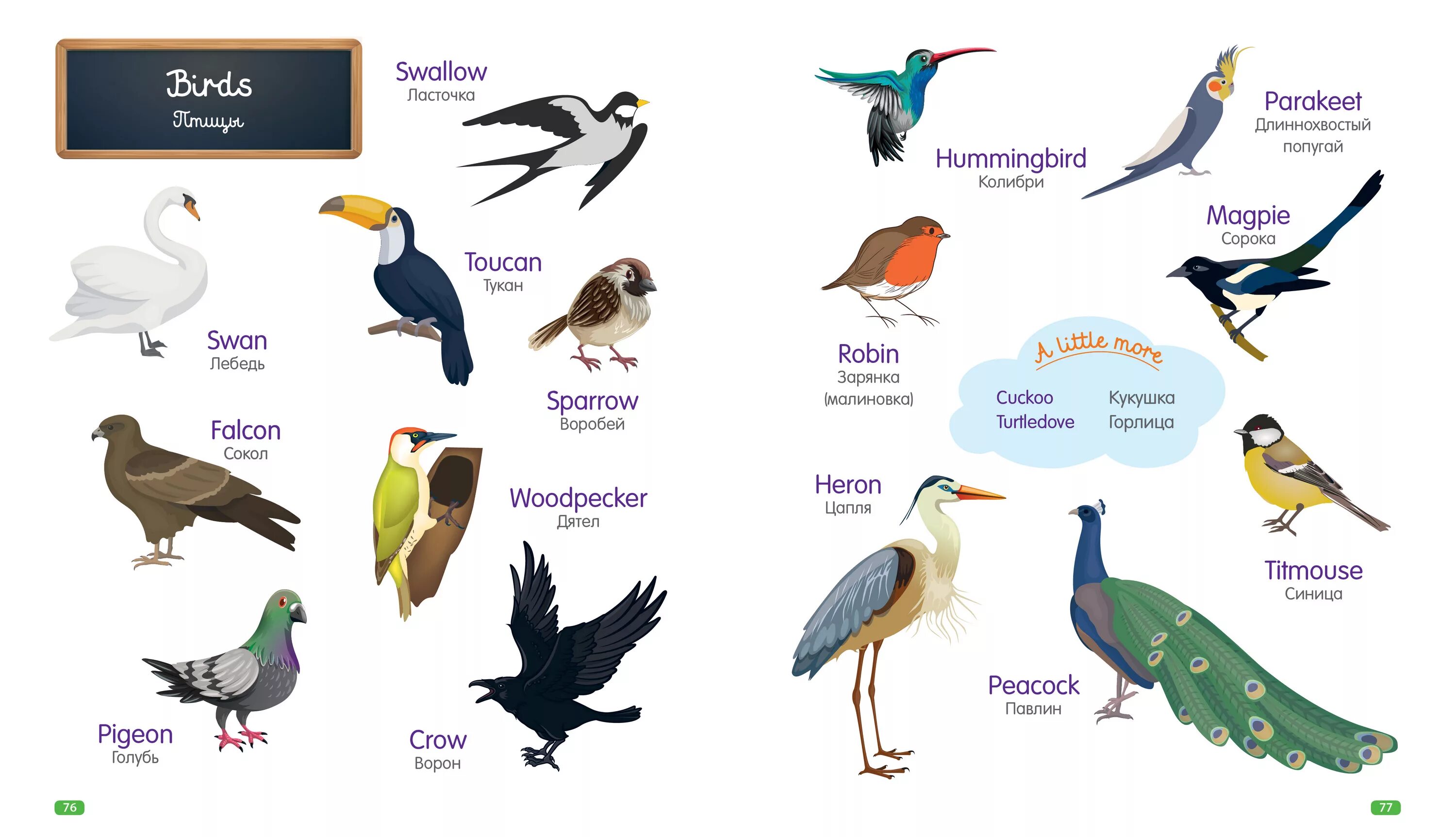 Птицы на английском языке. Птицы на английском с переводом. Птица на английском языке с транскрипцией. Названия птиц на английском с переводом на русский.