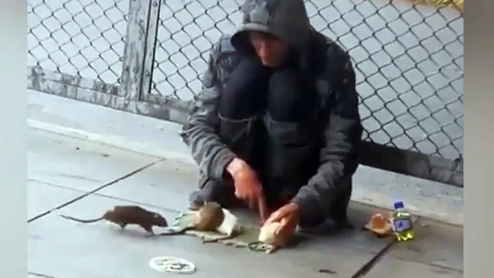 человек крыса интервью полное