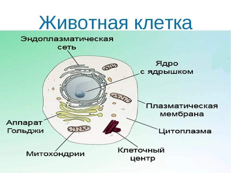 Строение животной клетки 5 класс биология. Строение животной клетки 7 класс биология. Строение животной клетки 6 класс биология. Клетка биология строение схема животная. Строение клеток рисунок 5 класс