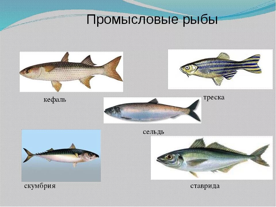 Морская рыба это какая. Промысловые рыбы. Морская Промысловая рыба. Название промысловых рыб. Важнейшие промысловые рыбы.