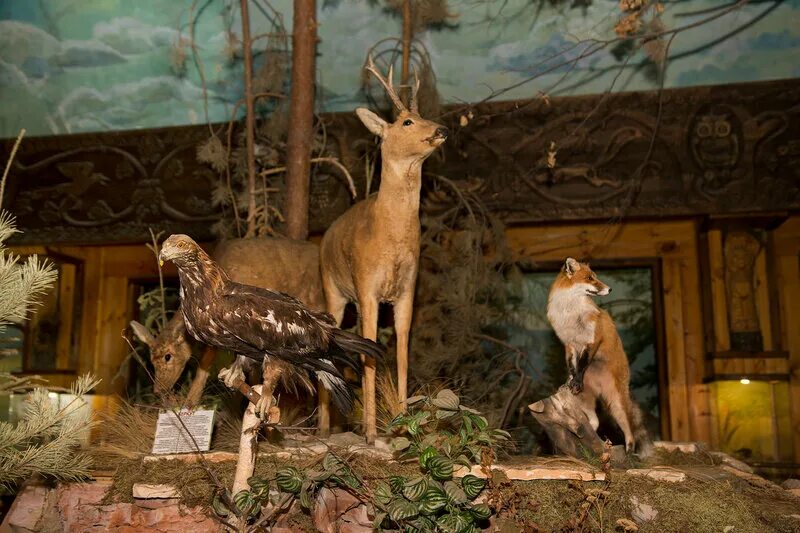 Forest museum