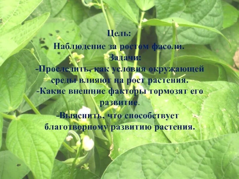 Наблюдение за ростом и развитием фасоли. Наблюдение за фасолью. Наблюдение роста фасоли. Наблюдение за ростом фасоли. Лист наблюдения роста фасоли.