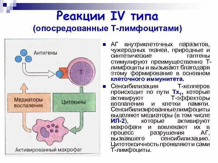 Клеточный тип аллергических реакций. Клеточный тип аллергических реакций