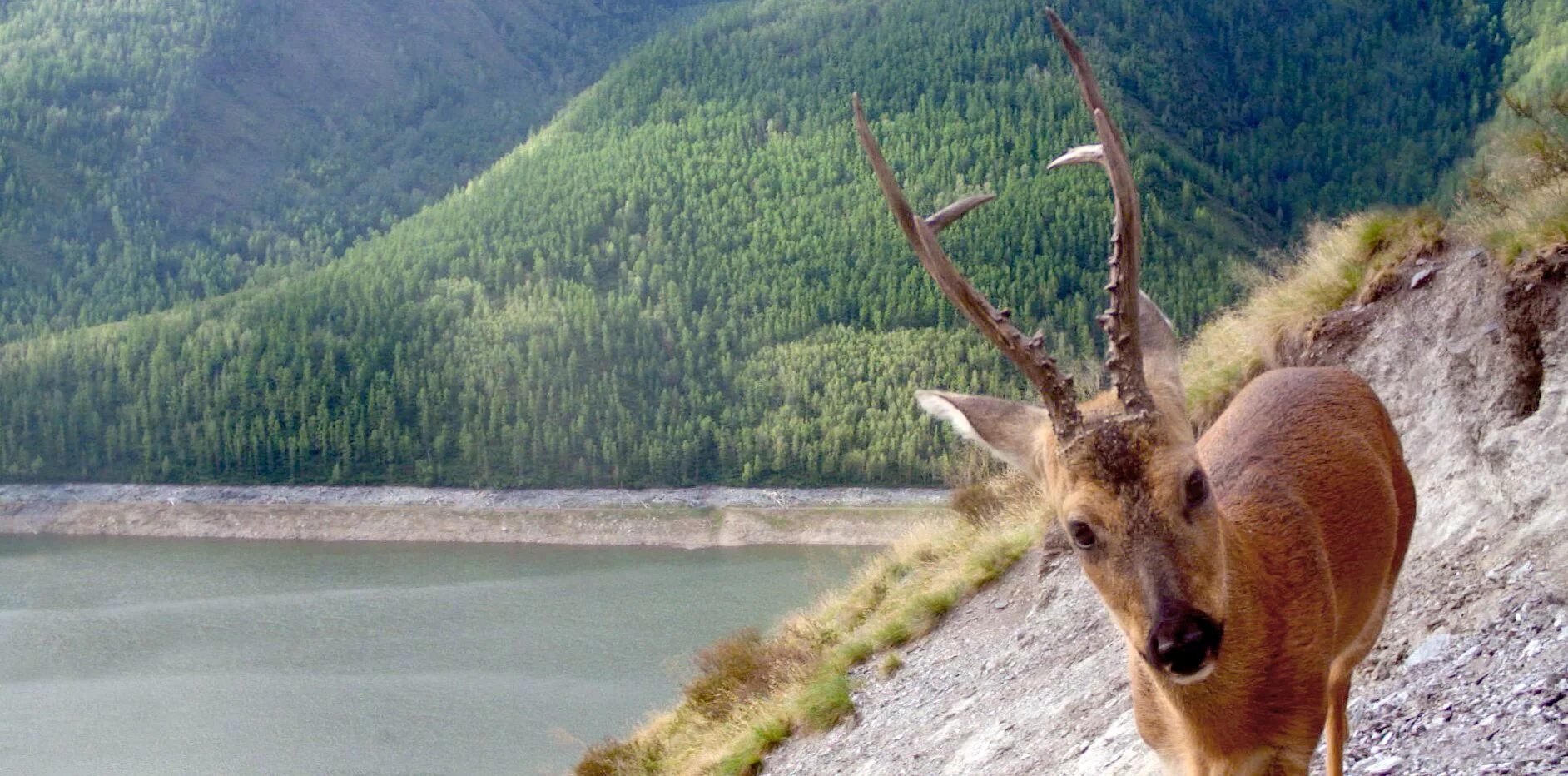 Снежный барс саяно шушенского заповедника. Заповедник саяно-шушенский заповедник. Заповедники сибири байкальский заповедник саяно шушенский заповедник. Саяно-шушенский заповедник фауна. Саяно-шушенский заповедник косуля.