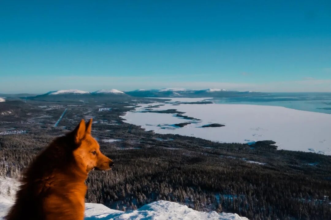 Природа Заполярья Мурманской. Звери Мурманск Кольский полуостров. Животные Кольского полуострова. Фауна Кольского полуострова. Первозданная природа россии