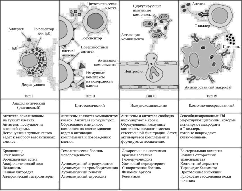 Цитотоксический иммунный ответ. Схема аллергической реакции 2 типа. Аллергия 3 типа схема. Типы реакций гиперчувствительности 1 типа. Схема типы аллергических реакций микробиология.