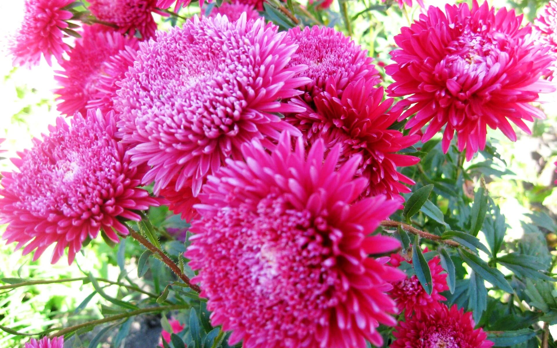 Мечты астры. Мечты астры. Мечты астры. Мечты астры. Как сеять астры.