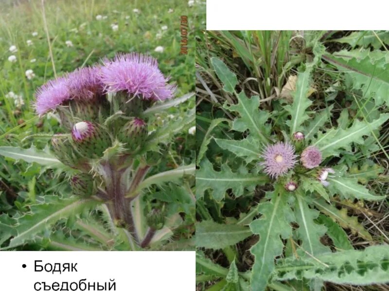 Бодяк (Cirsium esculentum. Бодяк обыкновенный (Cirsium vulgare). Бодяк беловойлочный (седой). Бодяк съедобный.