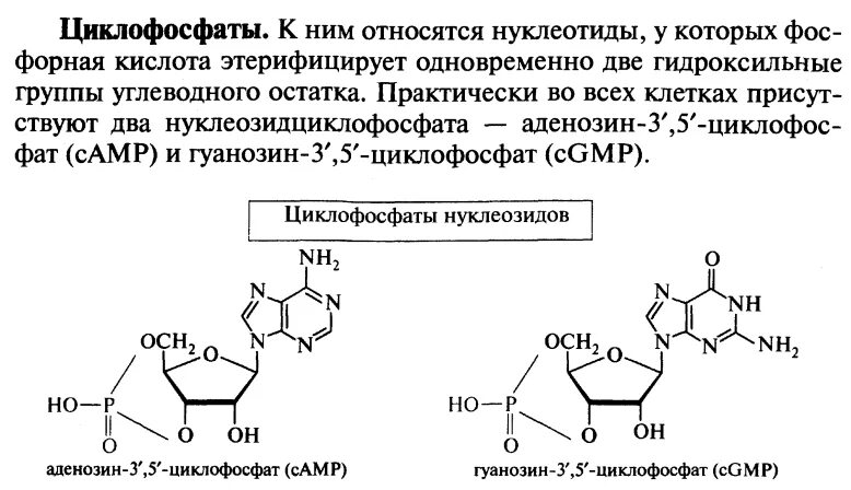 Циклический 3 5 аденозинмонофосфат. Гуанозин-3´,5´-циклофосфата;. Циклические нуклеотиды функции. Приведите строение циклических нуклеотидов: ЦАМФ; ЦГМФ. Нуклеотид вируса