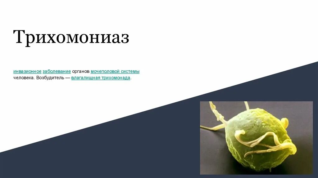 Трихомонада возбудитель. Трихомонада презентация. Трихомониаз возбудитель инфекции. Трихомоноз у мужчин симптомы