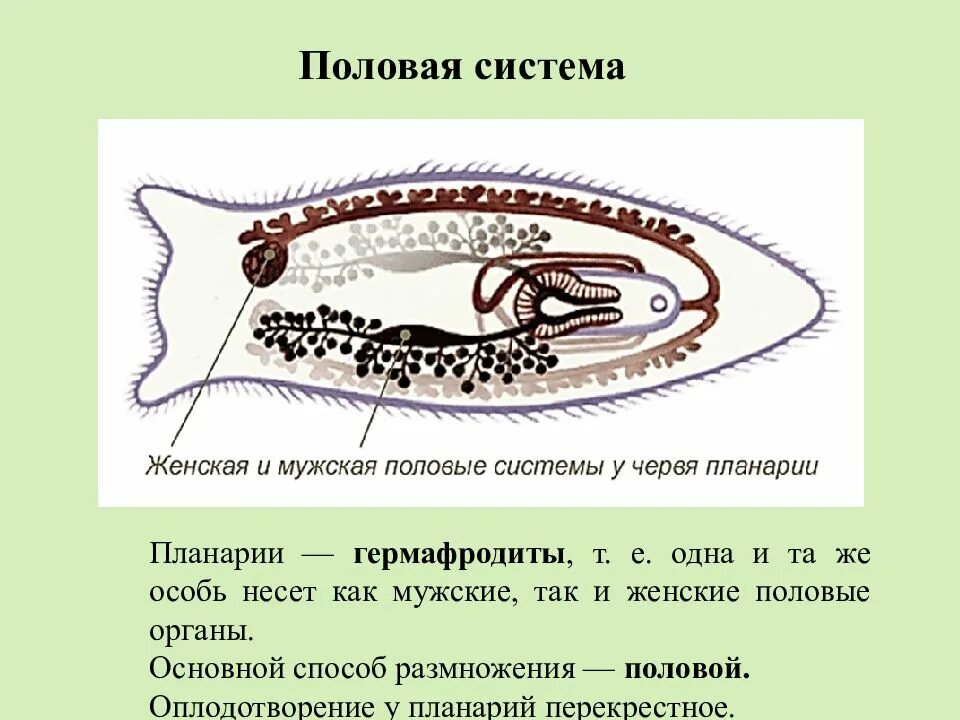 тип плоские черви тип круглые черви тип кольчатые черви. черви их система. класс многощетинковые черви строение. строение половой системы дождевого червя. малощетинковые черви внешнее строение.