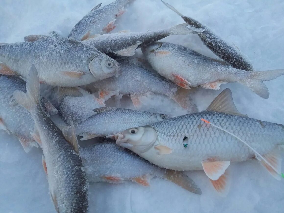 Улов окуня зимой. Зимняя рыбалка на байкале. Рыбы зимой презентация. Рыбы зимой впадают в спячку. Речные рыбы зимой.