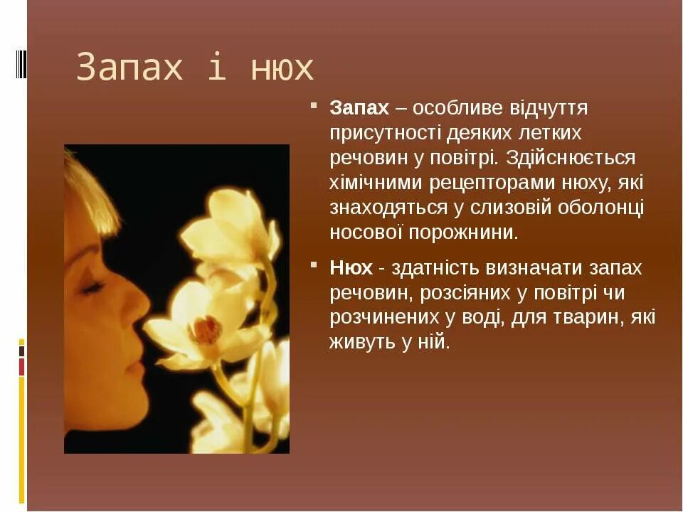 Нюх. Нюх нюх. Интересные факты про нюх животных. Нюх у него.