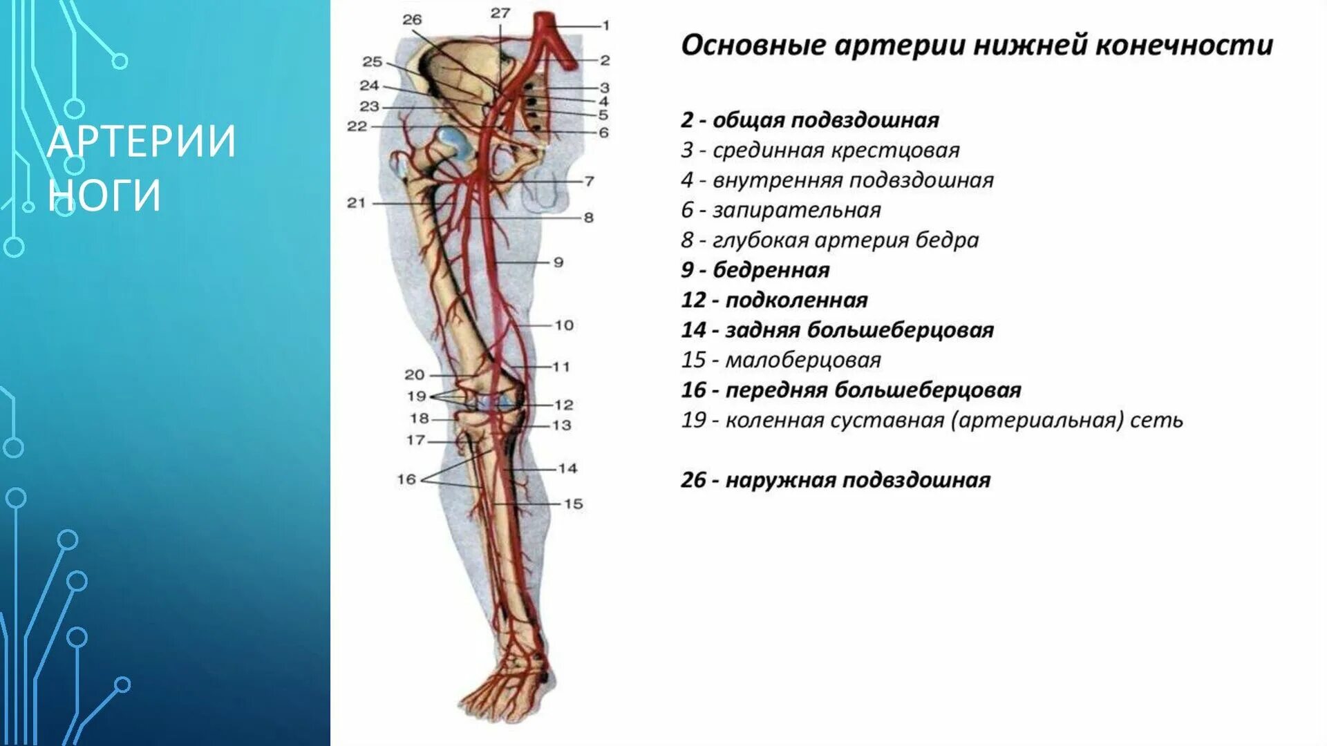 Самая большая вена у человека где находится. Кровоснабжение нижней конечности схема. Артерии нижних конечностей кт анатомия. Общая бедренная артерия нижних конечностей. Артерии кровоснабжающие нижние конечности.