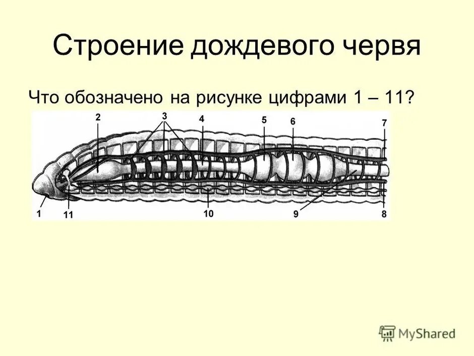 Из чего состоит червь. Анатомия кольчатых червей. Строение кольчатых червей. Внутреннее строение дождевого червя. Кольчатые черви строение.