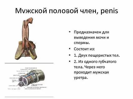Строение полового члена картинка