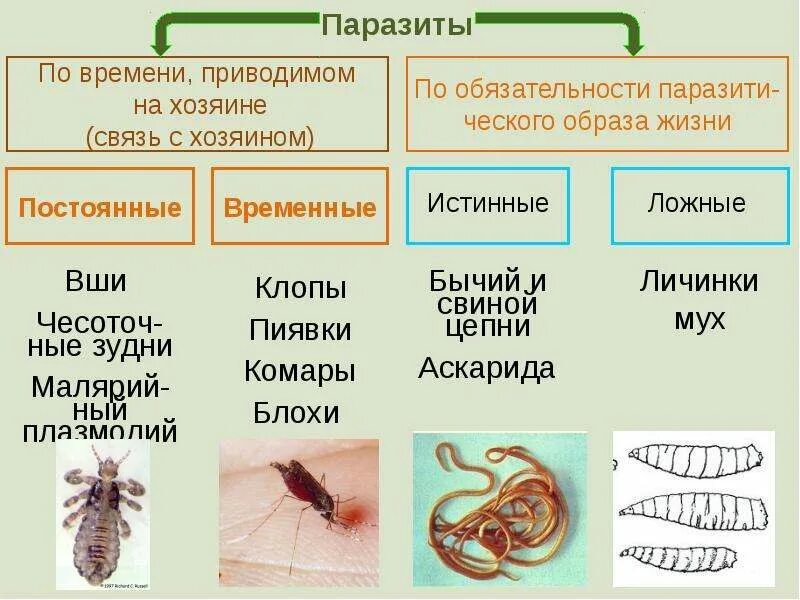 Страны паразиты. Страны паразиты