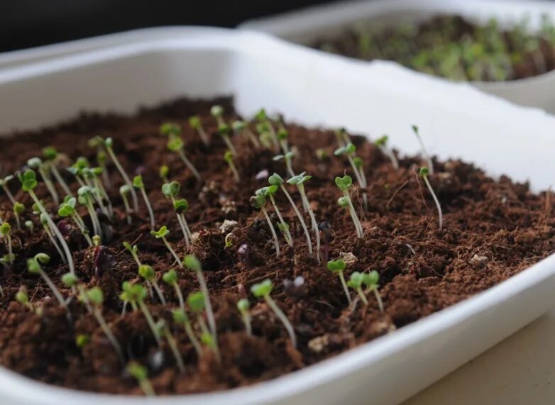 Пророщенная микрозелень. Редис красный коралл микрозелень. Микрозелень в земле как выращивать. Прорастание микрозелени. Микрозелень в земле как выращивать.