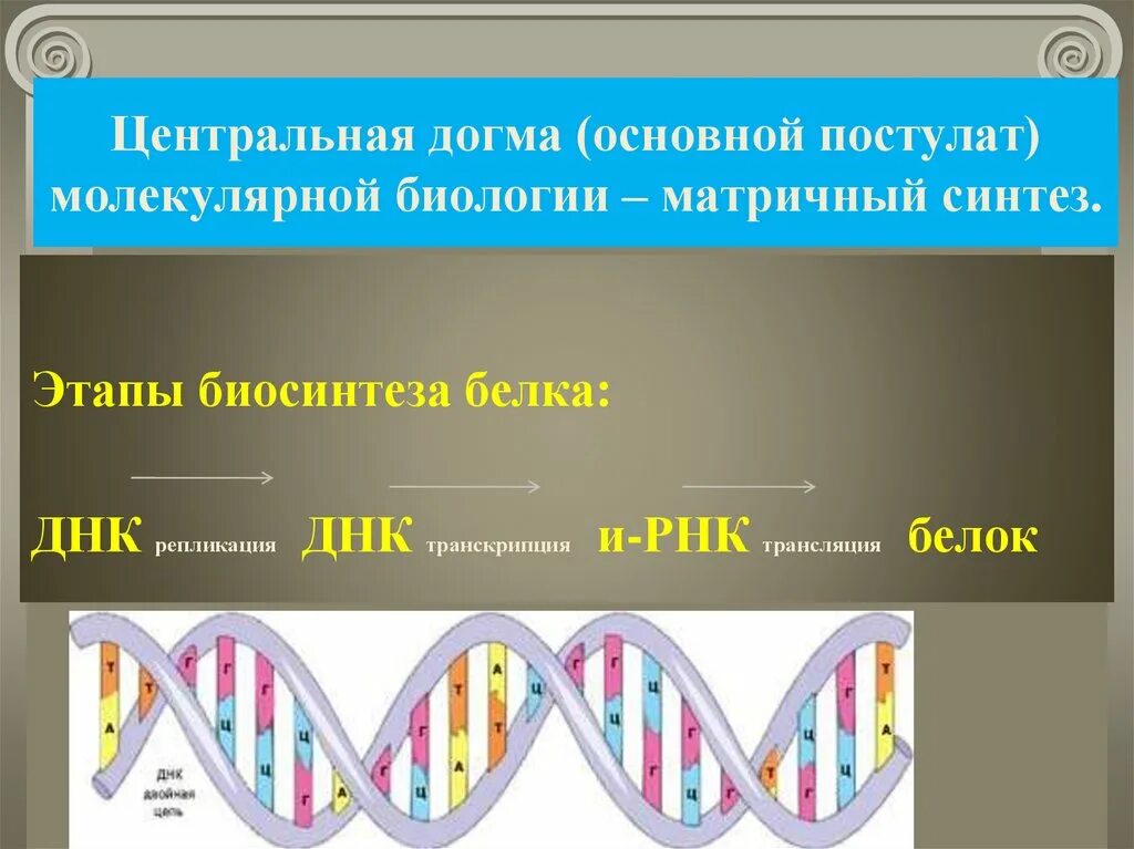 Биосинтез белка биология 10. Биосинтез белка репликация транскрипция трансляция. Центральная молекулярная Догма. Основная Догма молекулярной биологии. Центральная Догма молекулярной биологии основные этапы биосинтеза.