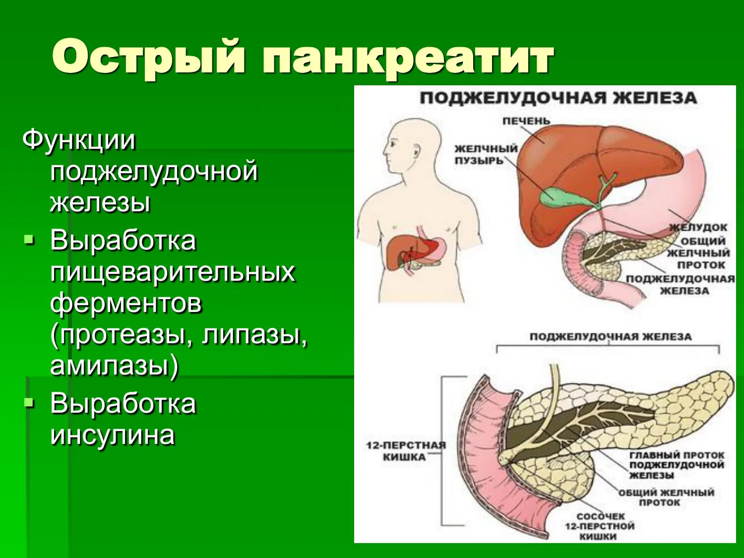 Вода в поджелудочной железе