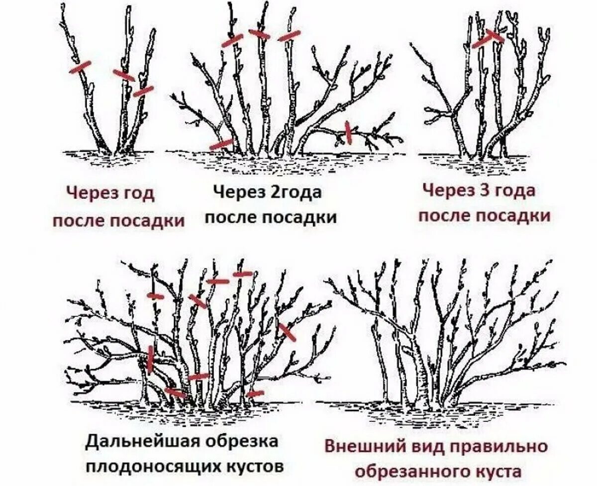 Вишня после посадки. Схема обрезки черной смородины весной. Схема обрезки смородины. Обрезка чёрной смородины осенью схема. Схема обрезки смородины весной.