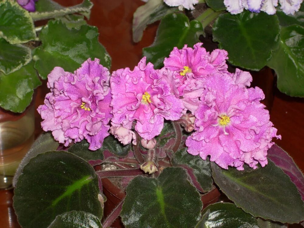 фиалка ек богиня красоты. фиалка богиня красоты. сенполия ек богиня красоты. фиалка ек богиня красоты. ек-богиня красоты (коршунова).