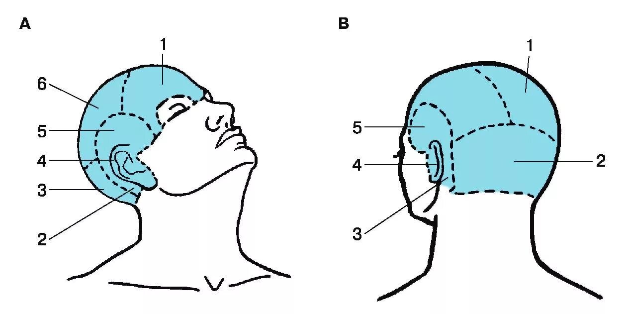 Теменная область головы и затылочная часть головы. Границы лобно-теменно-затылочной области. Теменная область головы топографическая анатомия. Топографическая анатомия лобно-теменно-затылочной области головы. Отдел затылок