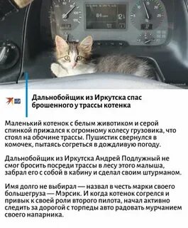 Кот ев дальнобойщик