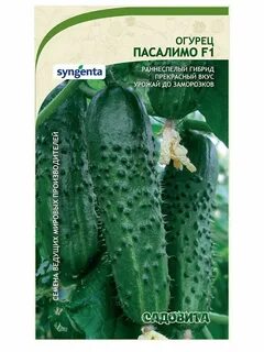 Огурцы сорт пасалимо
