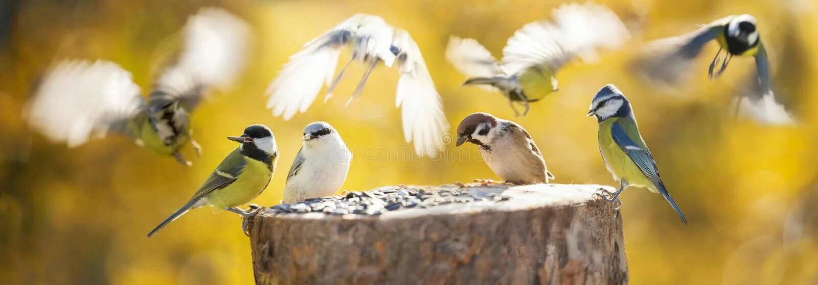 Маленькая группа птиц