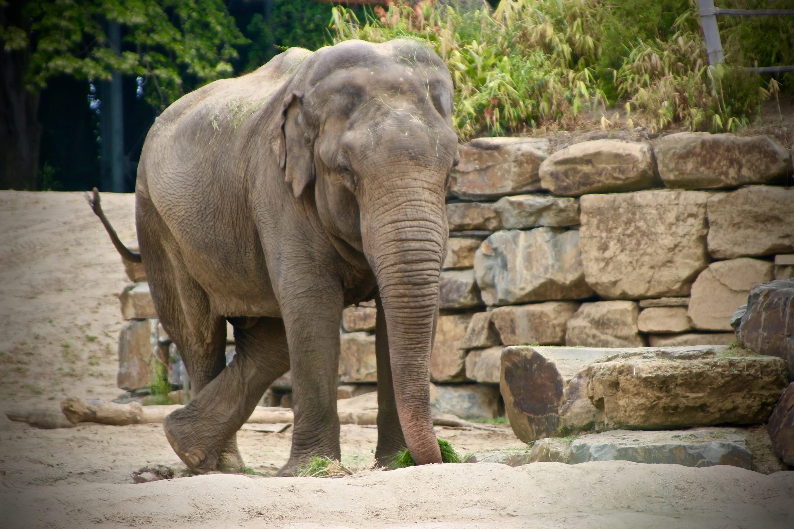 В зоопарке живет слон. Индийский слон в Московском зоопарке. Московский зоопарк Африканский слон. Слон в зоопарке. Слоны в зоопарке.