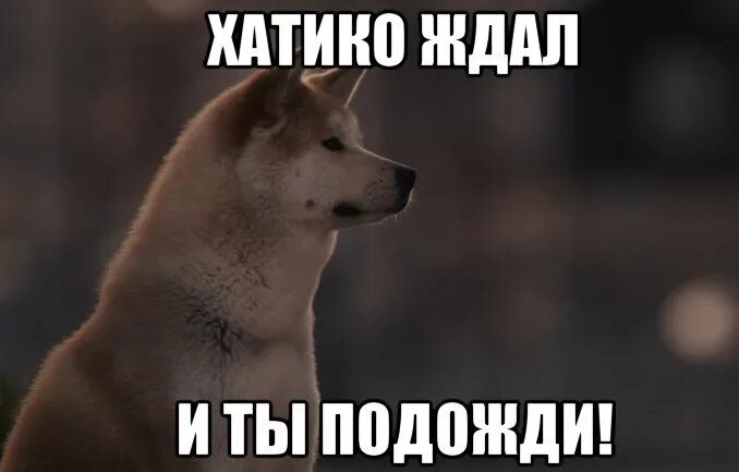 Тебя наберу и долго ждать. Хатико ок жду. Хатико Мем. Хатико я жду. Хатико ждет Мем.