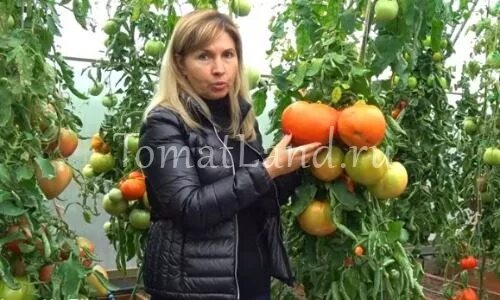 Сорта томатов коктебель
