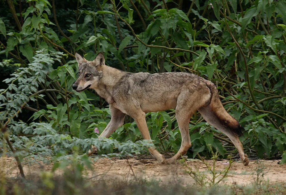 Canis Lupus pallipes. Аравийский волк. Хондосский японский волк. "Lupus pallipes". Водятся ли волки
