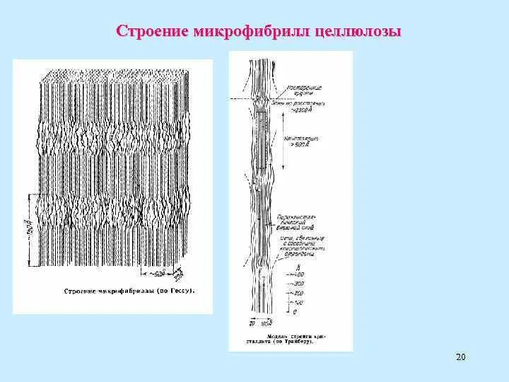 В какую структуру клетки входит целлюлоза