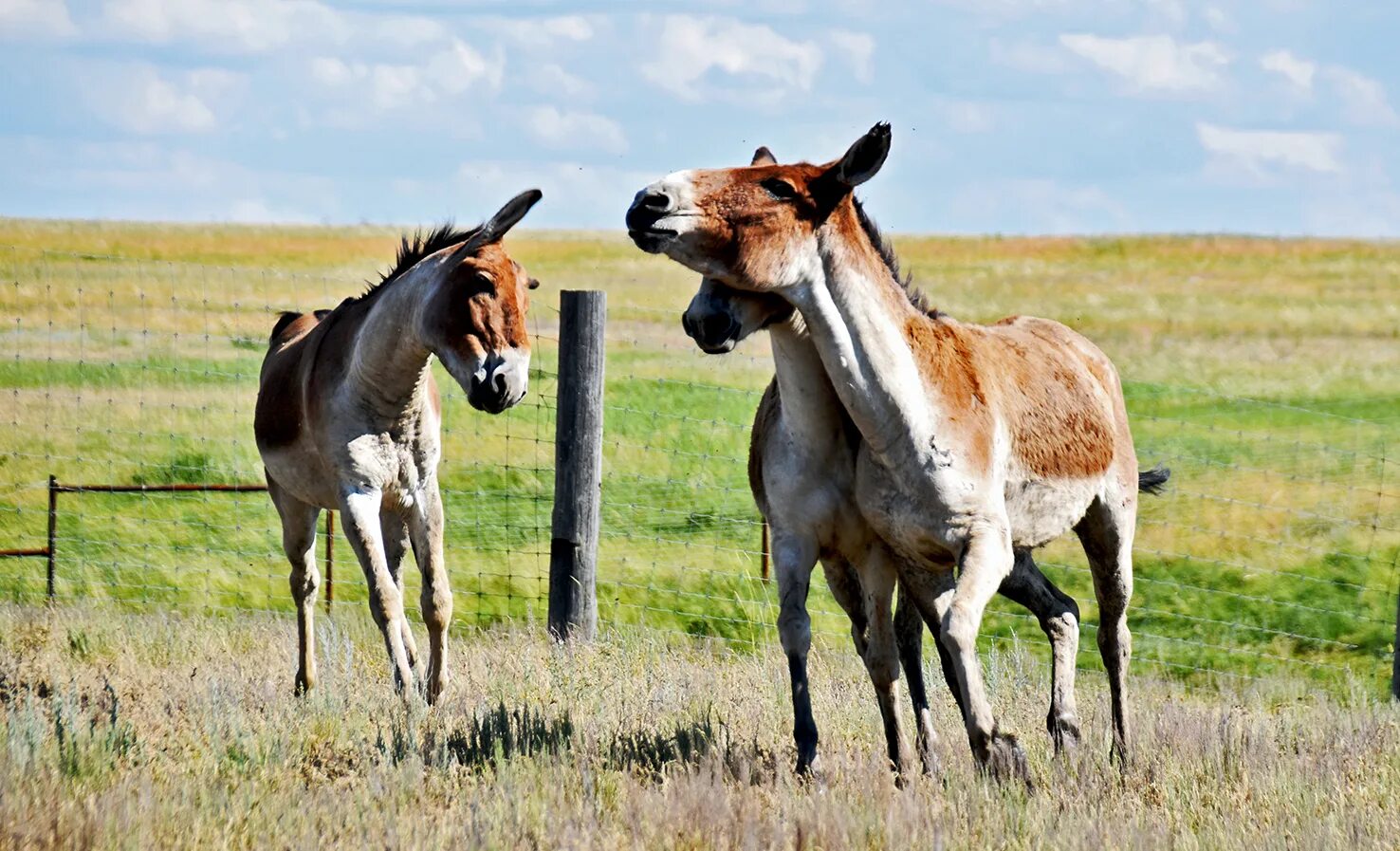 Покажи лошадь пржевальского. Оренбургские степи лошади пржевальского. Оренбургская лошадь. Оренбургская лошадь. Лошадь пржевальского жеребенок.