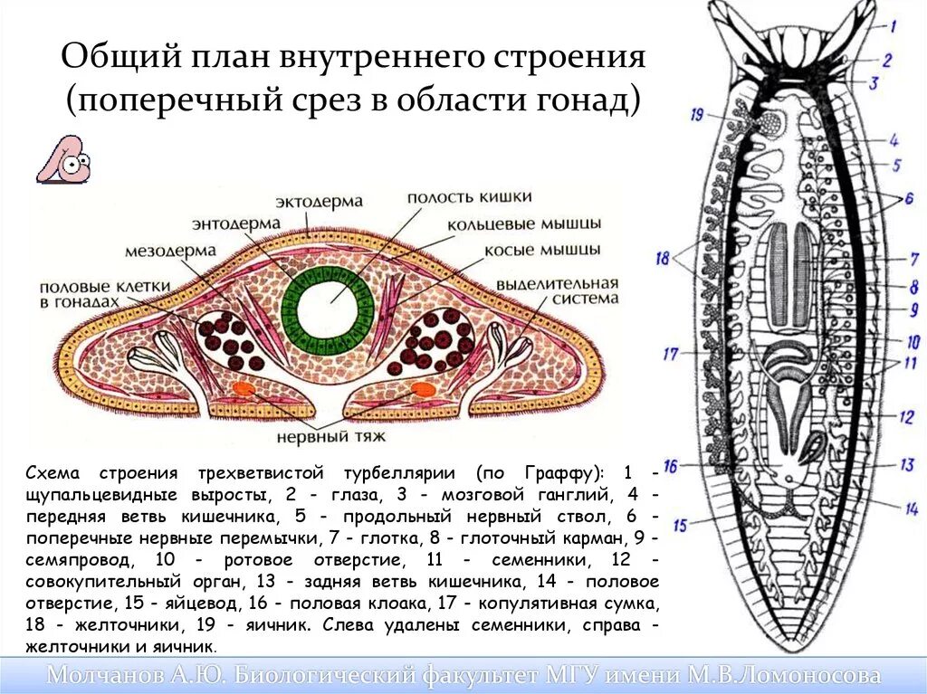 Внутреннее строение плоских. Плоские черви строение планарии. Плоских червей Ресничные строение планарии. Поперечный срез планарии строение. Тип плоские черви строение планарии.