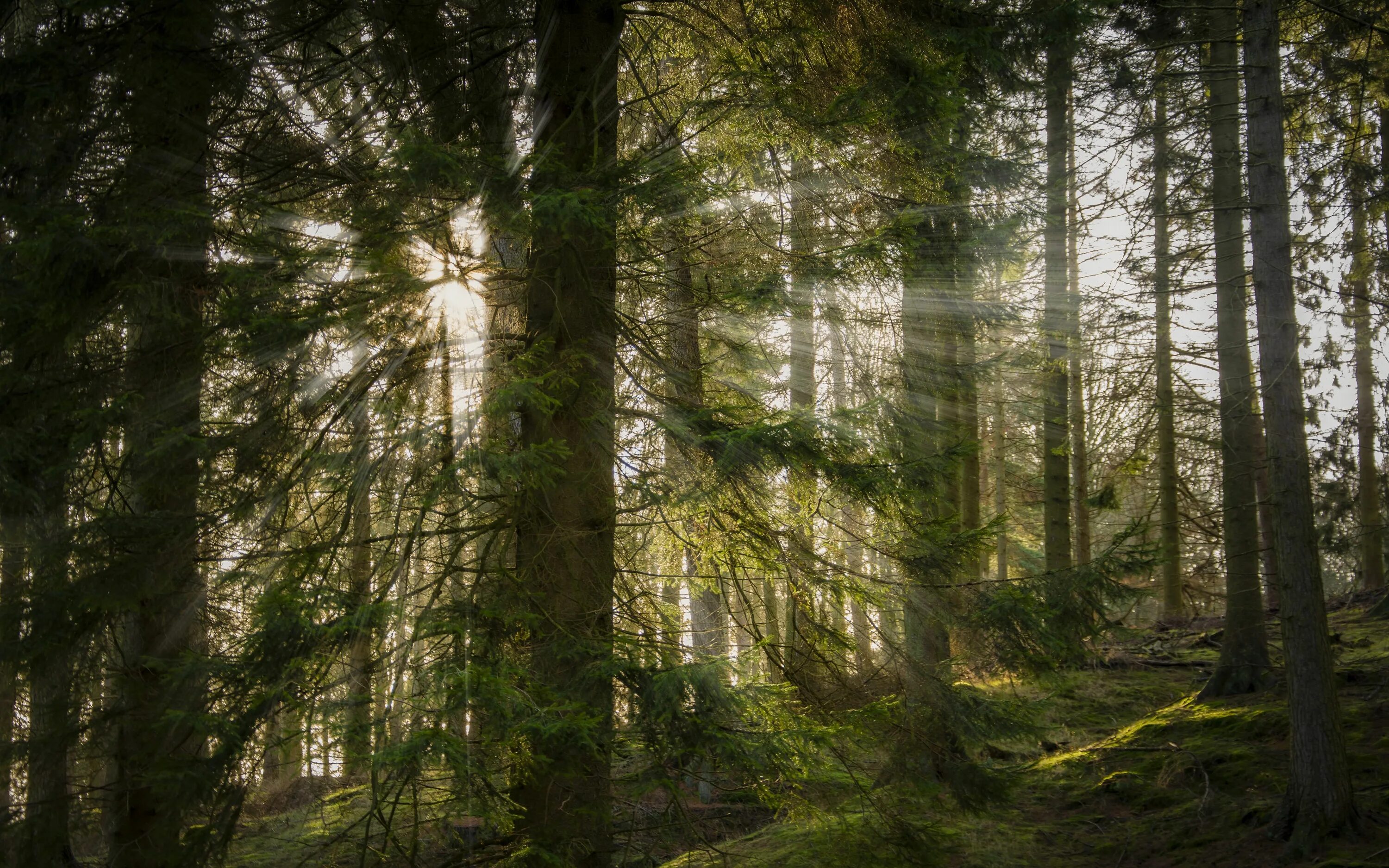 мрачный лес. а 4 в лесу. широколиственный лес тропа. а 4 в лесу. лес сосны.