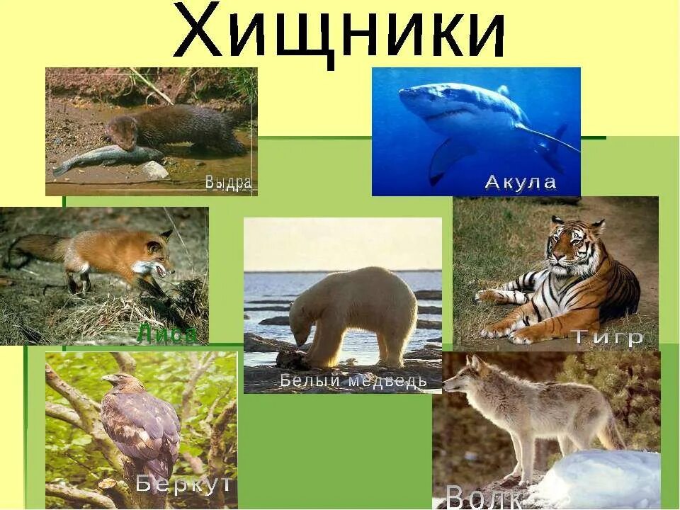 Хищные названия. Плотоядные животные список. Плотоядные животные названия. Хищные звери названия. Название хищных животных.