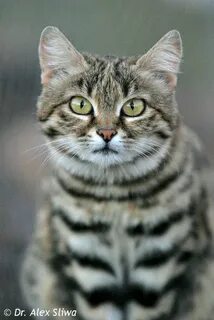 Чернолапая кошка
