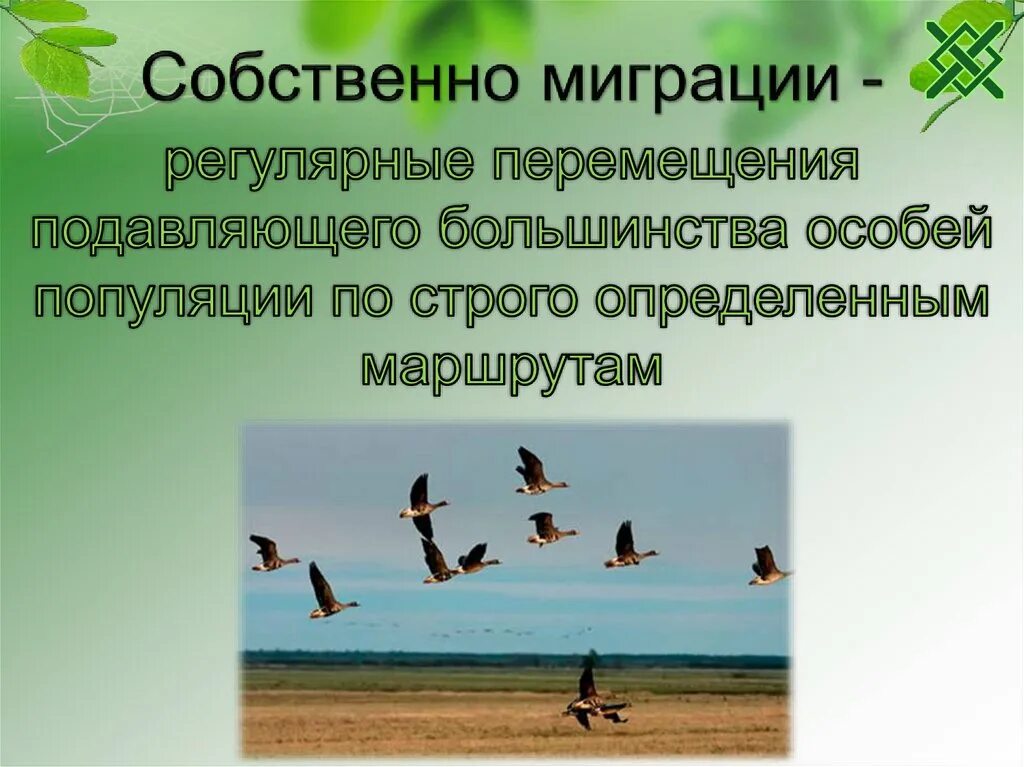 Миграция это в биологии. Миграция животных презентация. Презентация о жизни мигрирующих птиц. Миграция это в биологии 7 класс.