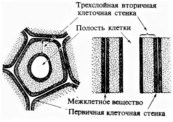 Первичная стенка