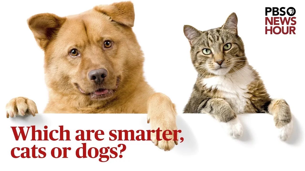 Good pets than dogs. Dog vs. Cat. Cats or Dogs. Dogs Smarter than Cats. Cat and Dog they или its.