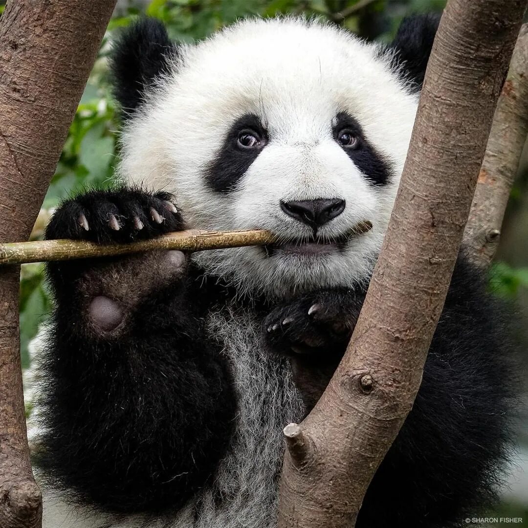 Панда русски 4. Ailuropoda melanoleuca. Панда хищник. Большая панда. Млекопитающие панда.