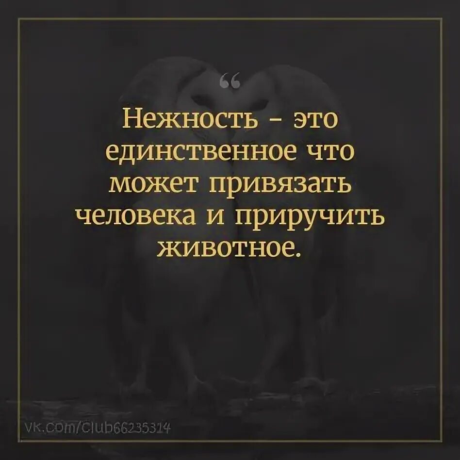 Нежность высказывания. Высказывания о нежности. Афоризмы про нежность. Нежность цитаты высказывания.