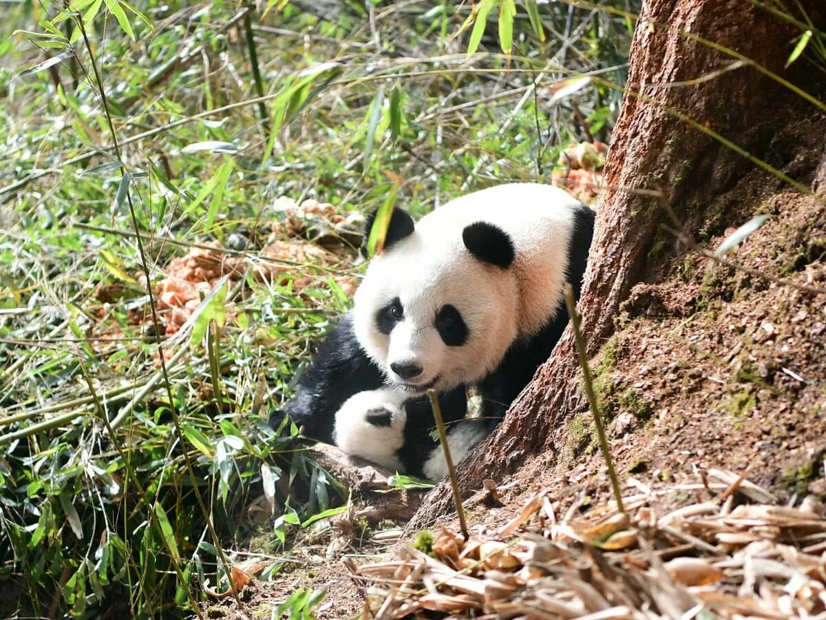 Где живет панда на каком. Среда обитания панды. Размножение панд. Где живут панды. Панда живет в лесу.