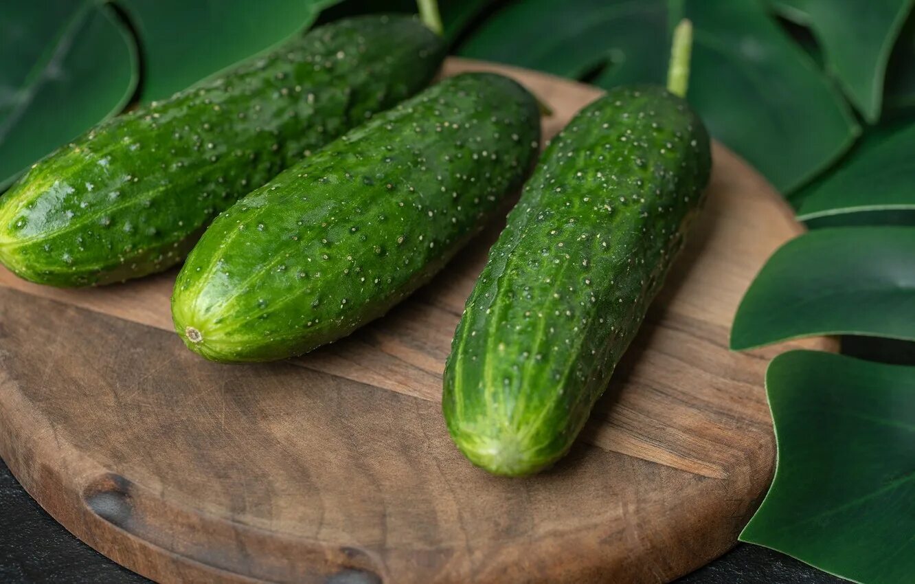 Переспелый огурец. Светло зеленые огурцы сорта. Засолочный огурец f1. Огурец хардвика. Спелый огурец.