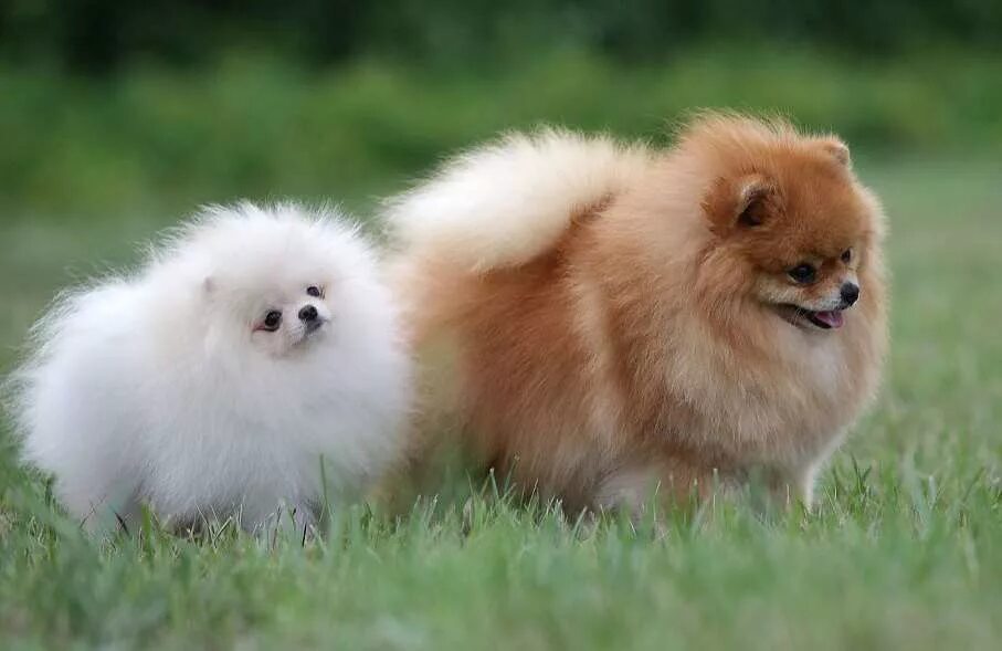 Милые померанские шпицы. Шпиц цвергшпиц. Порода шпиц померанец. Малый померанский шпиц. Померанский шпиц 2к.