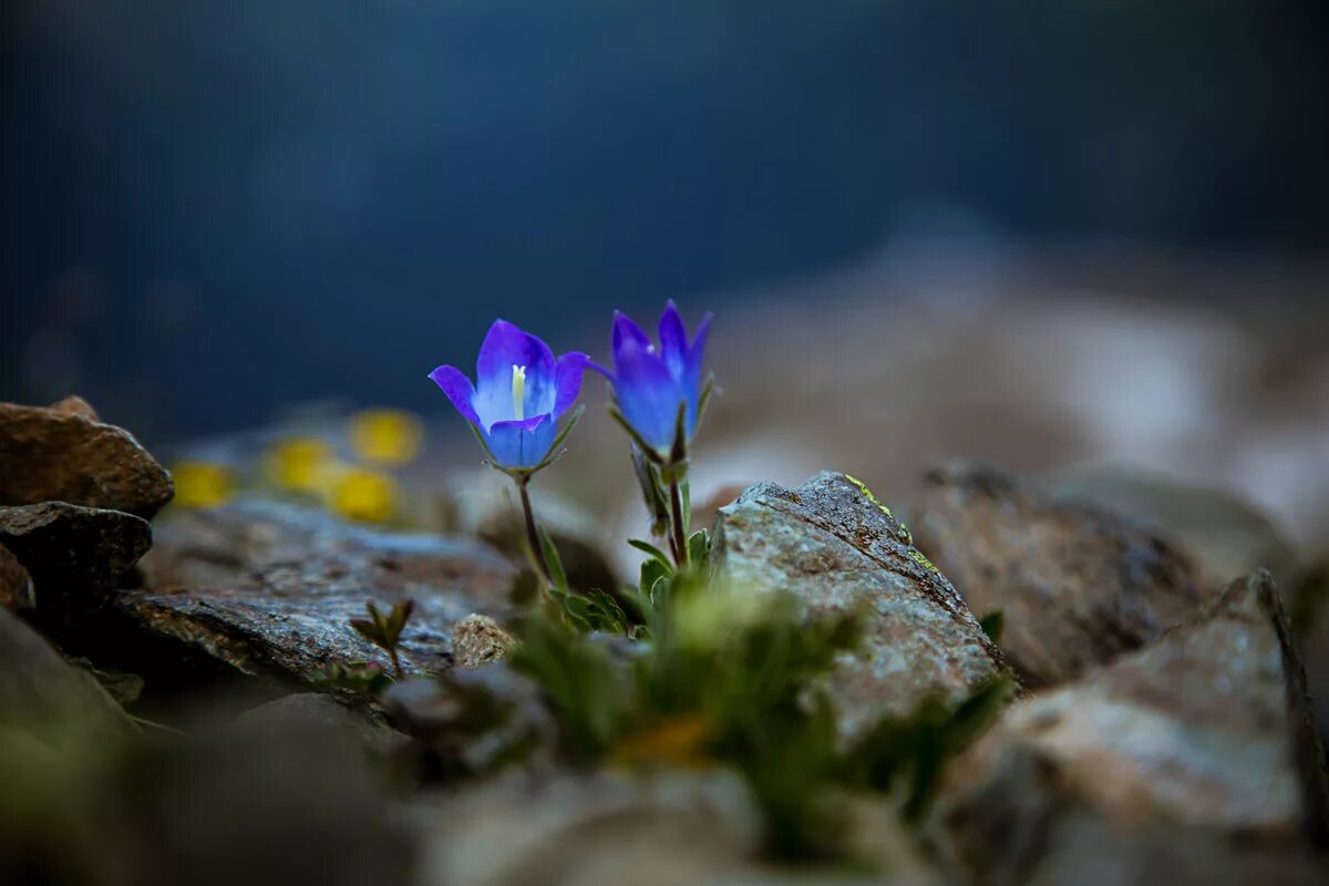 Растения растущие на камнях. Одинокий цветок. Цветок среди камней. Горечавка снежная. Горечавка кавказская.